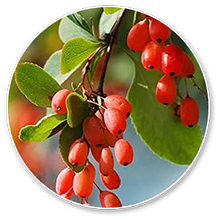 berberis-aristata