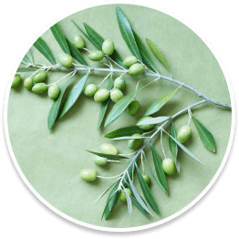 elaion-tree-leaf