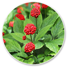 panax-ginseng